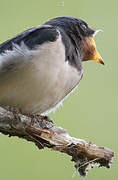 Barn Swallow