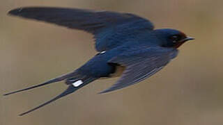 Barn Swallow