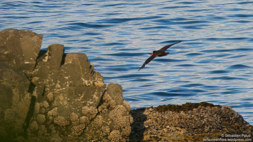 Black Oystercatcheradult, Flight