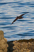 Black Oystercatcher