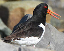 Eurasian Oystercatcher