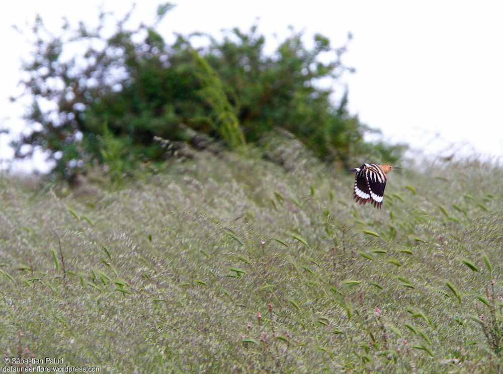 Eurasian Hoopoe