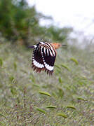 Eurasian Hoopoe