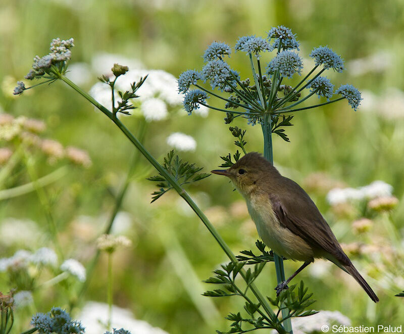 Melodious Warbler