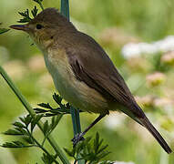 Melodious Warbler