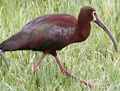 White-faced Ibis