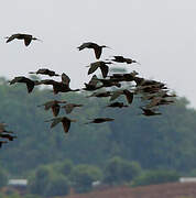 Glossy Ibis