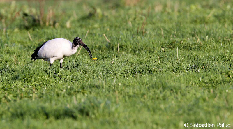 African Sacred Ibis