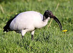 Ibis sacré