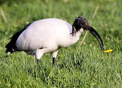 African Sacred Ibis