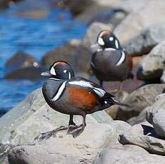 Arlequin plongeur