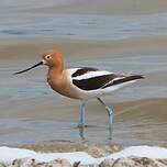 Avocette d'Amérique