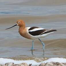 Avocette d'Amérique