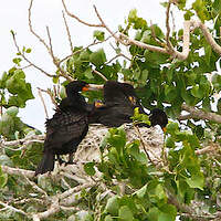 Cormoran à aigrettes