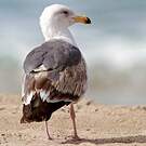 Goéland d'Audubon