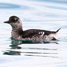 Guillemot à miroir