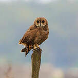 Hibou du Cap