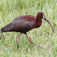 Ibis à face blanche