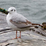 Mouette de Bonaparte