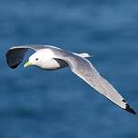 Mouette tridactyle