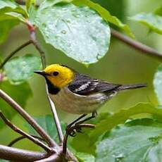 Paruline à tête jaune