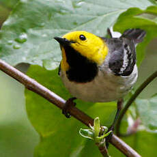 Paruline à tête jaune