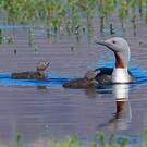 Plongeon catmarin
