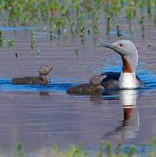 Plongeon catmarin