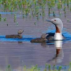 Plongeon catmarin