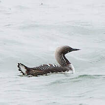 Plongeon du Pacifique