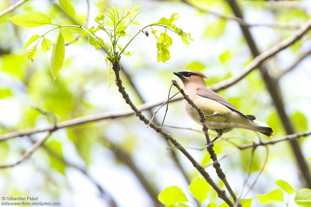 Cedar Waxwingadult