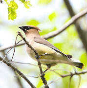 Cedar Waxwing