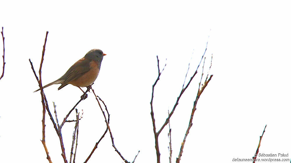 Junco ardoisé