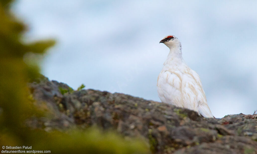 Rock Ptarmigan male adult post breeding, identification