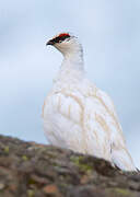 Rock Ptarmigan