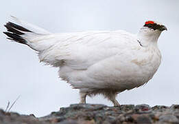 Rock Ptarmigan