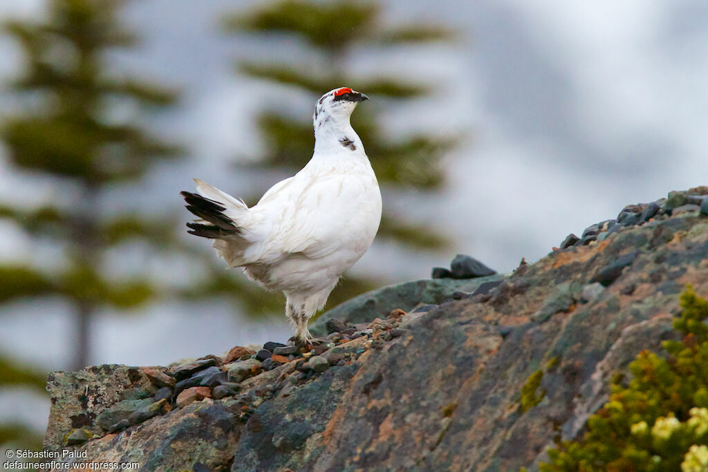 Rock Ptarmigan male adult post breeding, identification