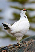 Rock Ptarmigan