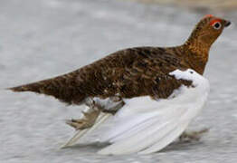 Willow Ptarmigan