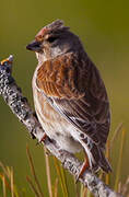 Common Linnet