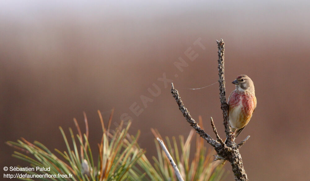 Common Linnet