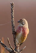 Common Linnet