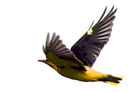 Eurasian Golden Oriole