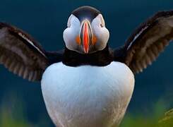 Atlantic Puffin