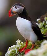 Atlantic Puffin