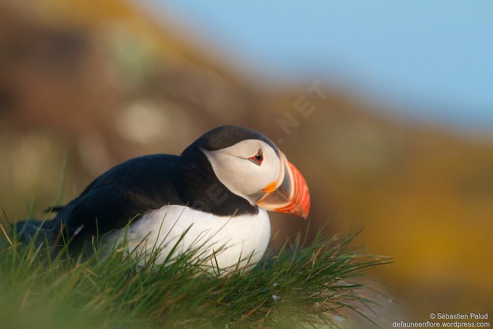 Atlantic Puffinadult breeding