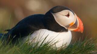 Atlantic Puffin