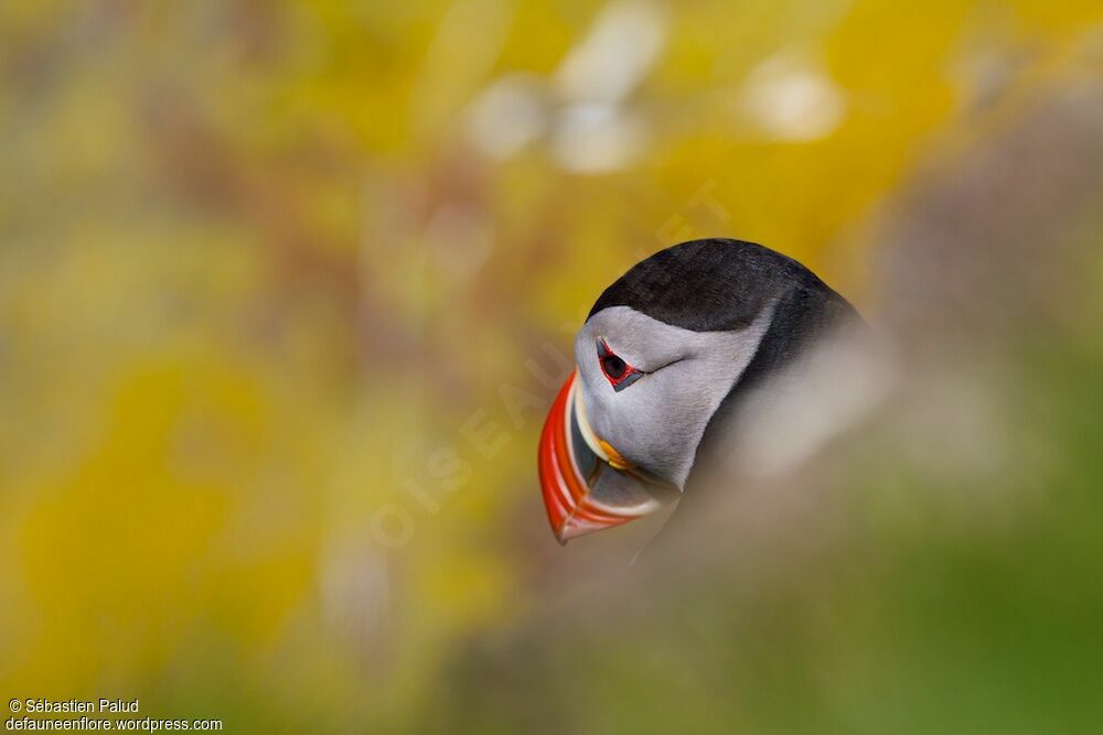 Atlantic Puffinadult breeding, close-up portrait