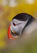 Atlantic Puffin