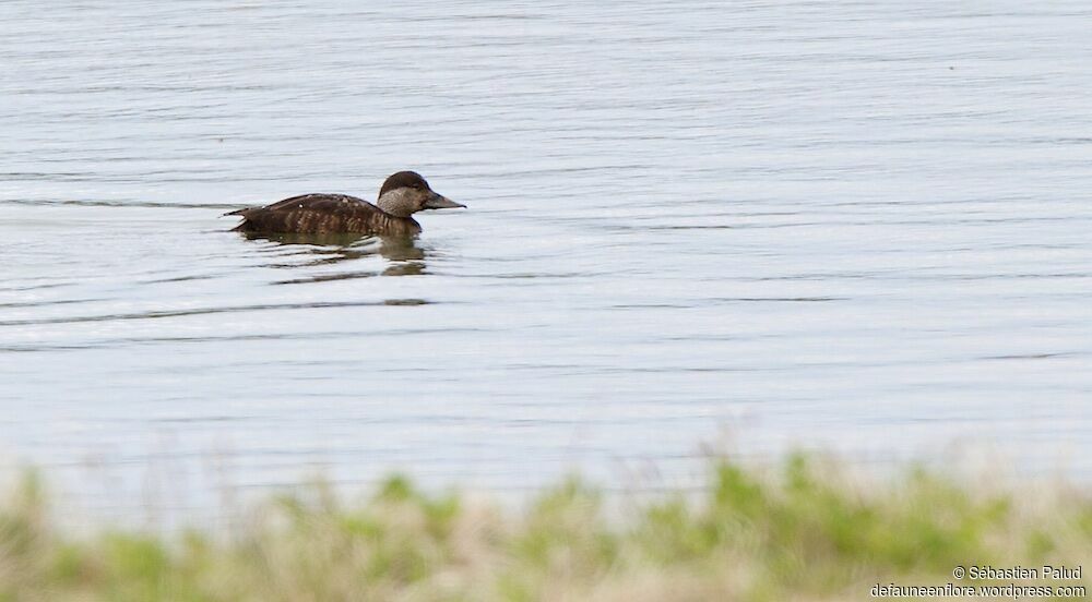 Common Scoter female adult